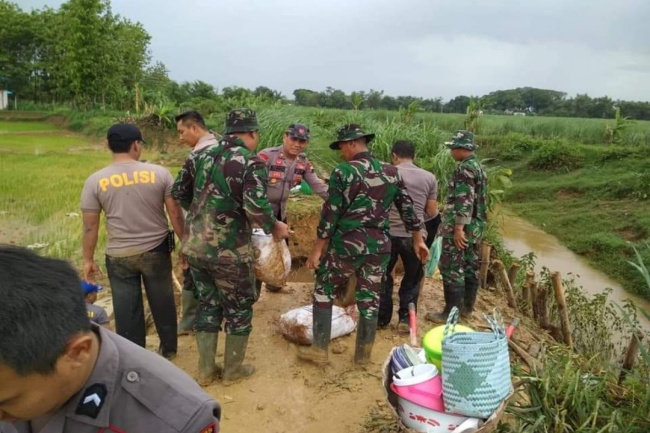 Rumput Vetiver Disebut Ampuh Perkuat Tanggul