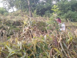 Harga Jagung Anjlok, Petani Pati Gamang