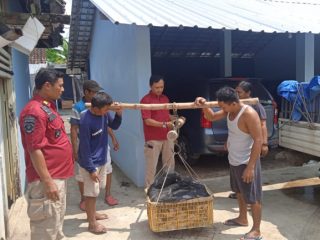 Lapas Pati Panen Ikan Lele Seberat 3,6 Kuintal, Febie: Tetap Produktif