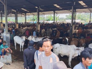 Geger Warga Diserang Anjing Hutan, Tenang Tak Ada Kasus Rabies di Jepara