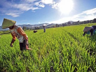 DPRD Pati Minta Petani Siapkan Strategi Hadapi MT 3