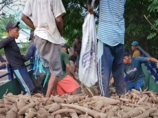 68 Ribu Ton Pupuk Subsidi di Pati Telah Tersalur, Petani Ketela Apa Kabar?