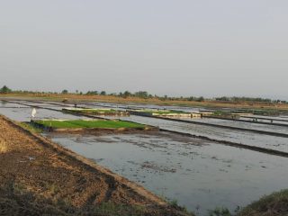 450 Hektar Sawah Desa Jambean Kidul Siap Masuki Musim Tanam Pertama