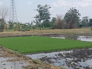 Hujan Datang, Petani di Margorejo Mulai Tebar Benih Padi 