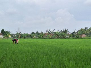 Petani Pati Keluhkan Pengurangan Jatah Pupuk Subsidi