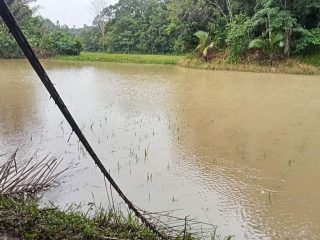 Hujan Tak Henti, Petani Gusar Benih Padi Hanyut Terbawa Air