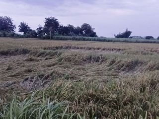 Padi Siap Panen Roboh Diterjang Hujan Deras, Petani Merugi