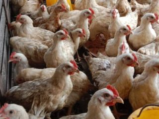 Jelang Idulfitri, Pesanan Ayam Pedaging Mulai Meningkat