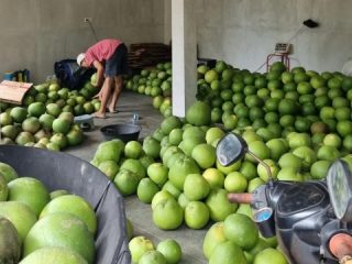 Jelang Lebaran, Jeruk Khas Pati Diminati Pemudik untuk Oleh-oleh