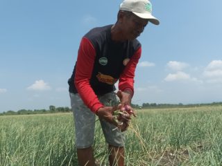 Bawang Merah di Tingkat Petani Tembus Rp30 Ribu