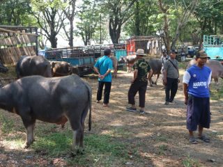Iduladha Sebentar Lagi, Hewan Kurban di Pasar Wage Masih Sepi Peminat