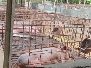 Peminat Babi Bukan Hanya Non-Muslim, Penjual: Prinsip Kami Berdagang