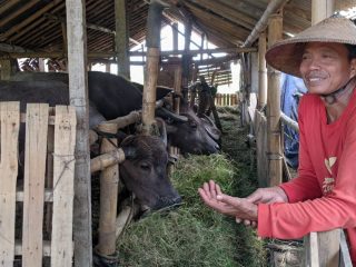 Unik, Ternyata Ada Hotel Kerbau di Guwosobokerto