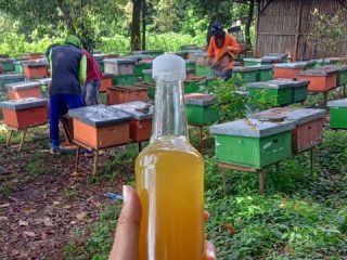 Musim Panen Madu Bunga Randu, Petani Asal Gunungwungkal Ungkap Tantangan