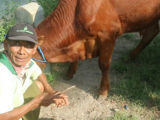 Jasa Salon Ternak Pasar Wage, Jadikan Harga Sapi Makin Cantik