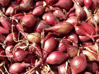 Begini Wacana Pemkab Pati Kontrol Harga Bawang Merah