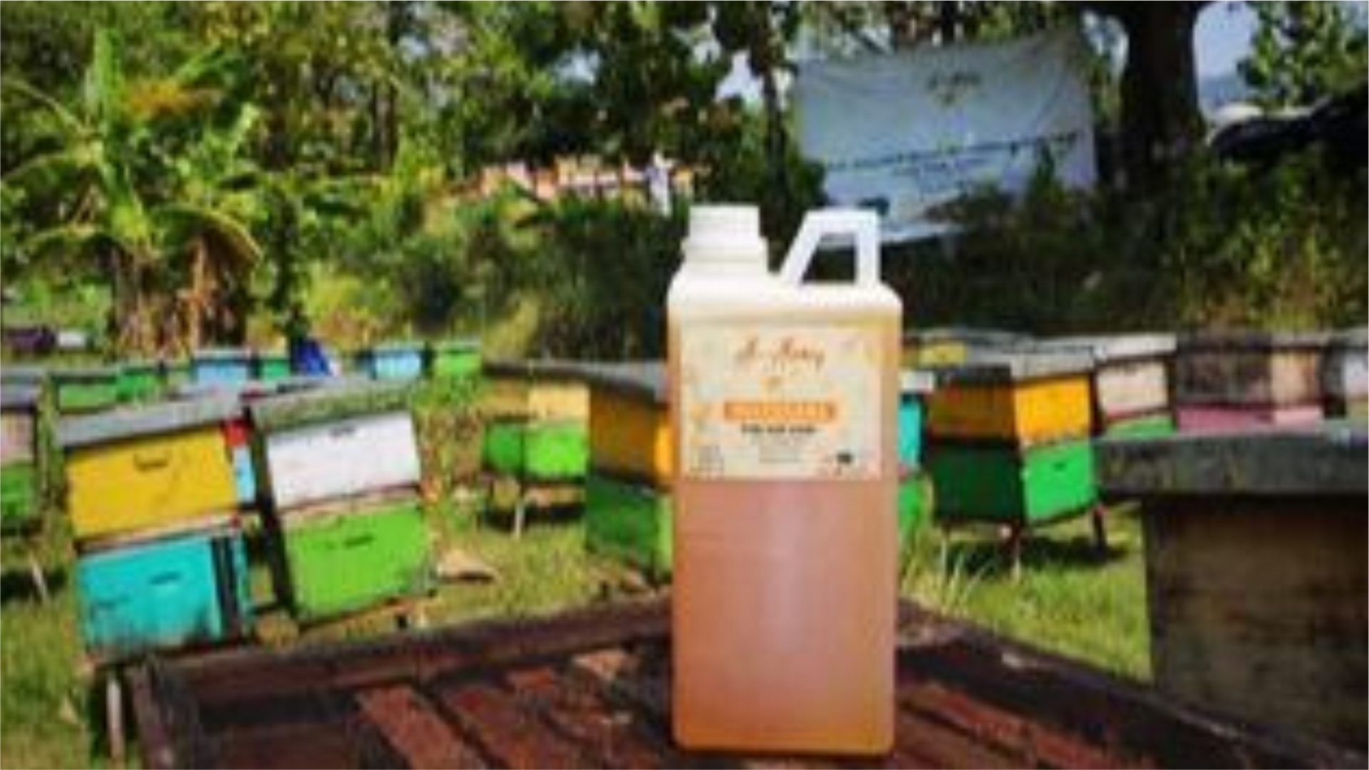 madu multifora