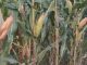 Harga Jagung di Pati