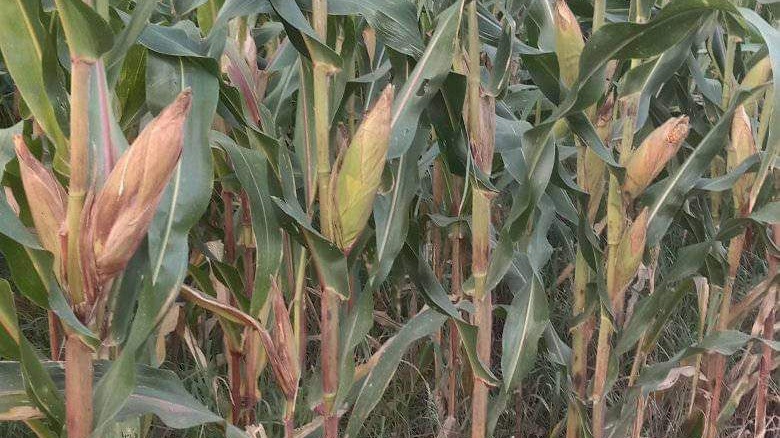 Harga Jagung di Pati