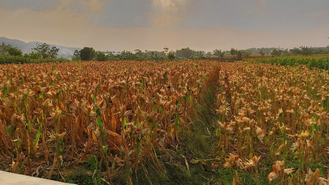 petani jagung