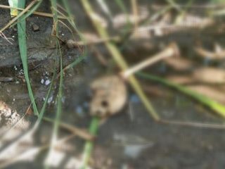 Warga Gondoharum Digegerkan dengan Penemuan Tengkorak Manusia di Tengah Kebun Tebu