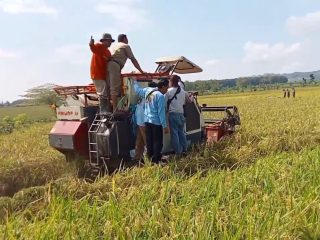 Panen Raya MT 2 Tambakromo Mulai, Camat Dukung Petani Terapkan Pola Tanam Rasional