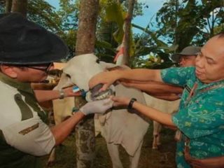 Tim Kesehatan Hewan Kurban Disiapkan, Ada 3 RPH di Jepara 