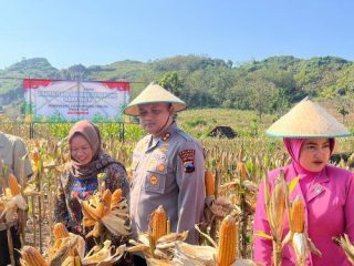 Rembang Panen Raya Jagung Serentak Bareng Presiden Prabowo