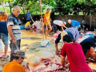 Menilik Kurban di Desa Bucu, Sembelih 36 Ekor Sapi 