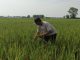 Padi Kena Serangan Hama, Petani di Pati Tekor