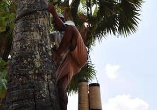 Rembang Miliki Seribu Bogor Penghasil Legen dan Siwalan