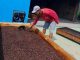 Kopi Lelet Asal Rembang, dari Tradisi Lokal Menuju Pasar Nasional