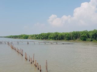 Hutan Mangrove di Tunggulsari Rusak Disapu Rob