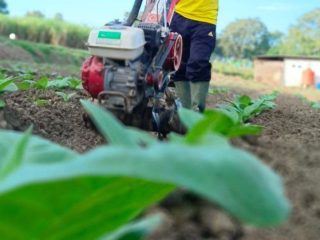 Dua Poktan di Desa Sumberagung Terima Bantuan Pupuk untuk Tembakau