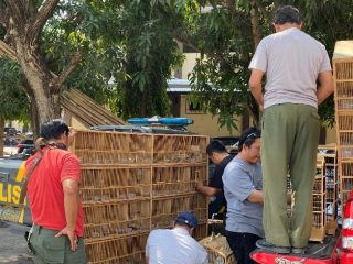 Pelaku Perdagangan Satwa Liar Dilindungi Berhasil Diamankan di Klaten