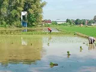 Rembang Genjot Masa Tanam III, Target 45 Ribu Hektare Padi Makin Dekat