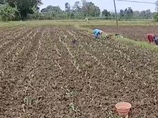 Petani Tembakau Menjerit, Cuaca Tak Menentu Ancam Panen dan Picu Kerugian Besar