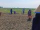 Musim Kemarau Tiba, Petani Tembakau Mulai Melakukan Topping
