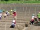 Petani Rembang Mulai Tanam Bawang Merah