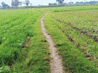 Petani Kacang Hijau di Rembang Ikut Menjerit Akibat Hujan Terus Melanda