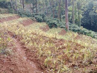 Cuaca Tak Mendukung Ganggu Produktivitas Tanaman Jahe di Pati