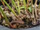 Petani Jahe Harap Ada Harga Pokok Penjualan