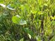 Petani Lesu, Sektor Pertanian Kacang Hijau di Pati Lumpuh