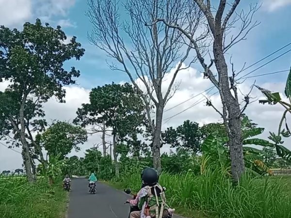 Pohon Mahoni Kering di Jalur Meteseh-Kaliori Resahkan Pengendara