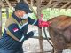 Inseminator Andalan Rembang Maju di Ajang IB Jateng 2025