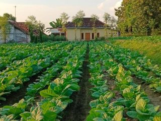 Pertanian Jaken Sangat Potensial dengan Didukung Ketelatenan Warga