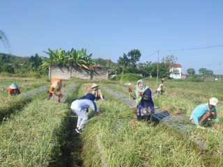 Potensi Pertanian Bawang Merah Harus Dibudidaya Secara Kreatif dan Telaten