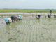 MT 2, Petani Margorejo Siap Tanam Padi