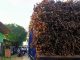 Petani Tebu di Pati Mencoba Varietas Baru