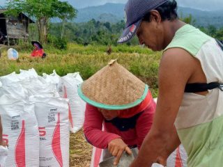 Dapat Kemudahan Akses Pupuk Subsidi Jadi Harapan Besar Petani